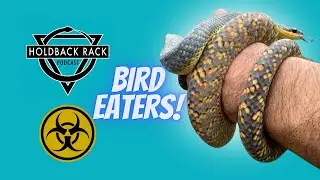 HRP 182 - Bird eaters and things with Kevin Baron of Mutant Reptiles
