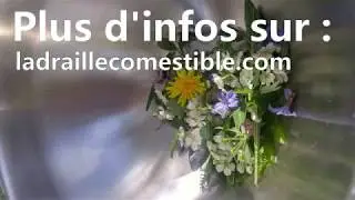 Salade sauvage