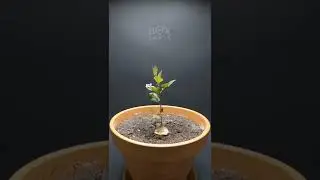 Growing APPLE TREE From Seed TIME LAPSE - 171 Days