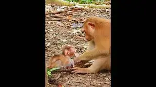 Beautiful heartwarming Mom care baby #funny #tiktok #animalsbaby #mon