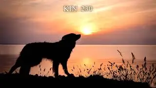 KIN 230 - 🐕 PERRO SOLAR 🌞