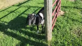 More of the Goat Chute Done