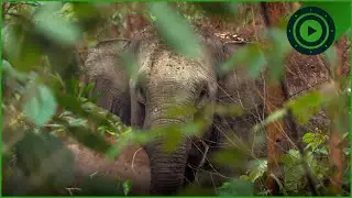 Can We Save the Planet&rsquo;s Oldest Rainforests Before They Burn?