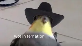 Funny memes I found on the internet 50