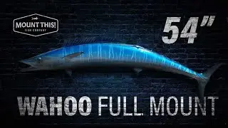 54 Inch Wahoo Full Mount Fish Replica | Product Video