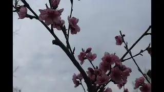 Naspolya metszés, GóbéSzabi módra
