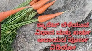 ಕ್ಯಾರೆಟ್ ಬೆಳೆಯುವ ವಿಧಾನ ಖರ್ಚು ಆದಾಯದ ಪೂರ್ಣ ಮಾಹಿತಿಯ ವಿಡಿಯೋ ಪೂರ್ತಿ ನೋಡಿ | carrot farming full video