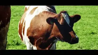 Save the Frysian red and white cow
