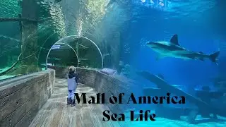 Sea Life at the Mall of America