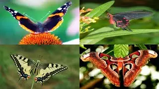 15 farfalle affascinanti con colori e motivi straordinari