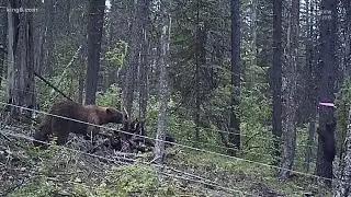 Washington wildlife officials turn to hair and DNA to track black bear populations