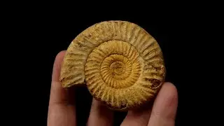 175307652401 AMMONITE Perisphinctes - Jurassic - Madagascar, Morondava Basin /black_orion666/