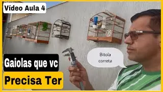 TODAS as GAIOLAS que Você PRECISA Ter para Coleiro PAPA-CAPIM!