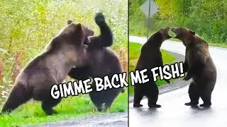 Ozzy Man Reviews: Epic Bear Fight