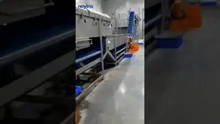 Frozen Vegetable Processing Line | Automatic IQF Frozen Vegetable Making Machine #Frozen #vegetable