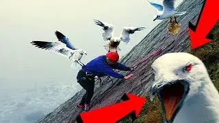 END TIME WARNINGS! VISIONS 2020 | ATTACK OF THE BIRDS | TINY BEES?? 🐝