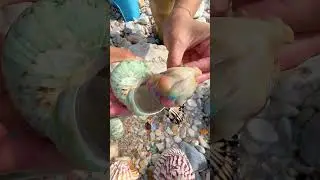 Giant Pearl Scallops vs. Freshwater Snails: Which Makes More Pearls?
