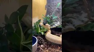 Как БЕЗОПАСНО почистить террариум для ямкоголовой змеи! 💀🐍 #гремучаязмея #короткие #урок
