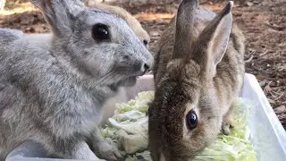 Watch closely... in 44 seconds, these bunnies are going to bolt!