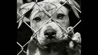 Dog gets balls Chopped Off & Integrity