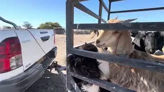 How Goats are transported from one Cattle Farm to another in BOTSWANA!