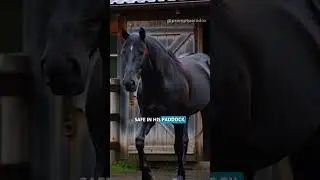 They say animals have a sixth sense. This is the proof