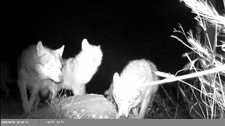 WOLF PACK CAUGHT IN A PHOTO TRAP #wolf#wildlife#phototrap