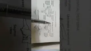 UNCINATE PROCESSES ? WATCH IT