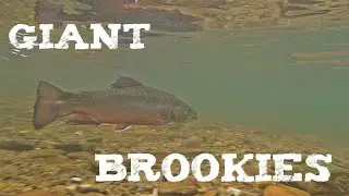 2 GIANT BROOK TROUT CAUGHT in the Yellow Breeches