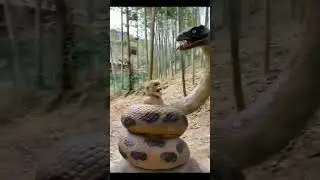 dangerous snake vfx #shorts #magic #anaconda #shortfeed