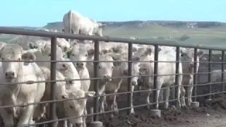 Todd Sigmon, Dinklage Feedyards on Value, Versatility and Profitability of Charolais