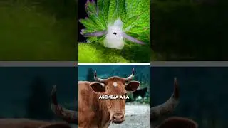 UNA BABOSA QUE PARECE UNA PLANTA SUCULENTA - Costasiella kuroshimae