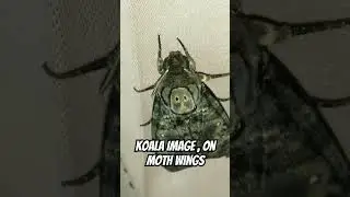 Koala Image On Moth Wings #koala #insect #moth #viral #amazing #awasome #mrbeast #usa #nature #wild