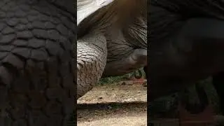 Giant Octopus - Giant Tortoise - Giant Animals #giantoctopus #gianttortoise  #giantanimals #octopus