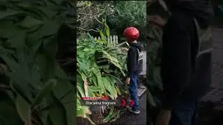 We found several trash cans full of free discarded tropical Corn Plants!
