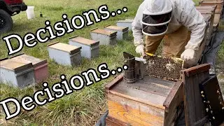 An Ever Changing Bee Business Plan