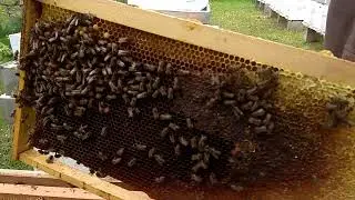 How to Combine Two Honey Bee Colonies (Magic Spray Method)