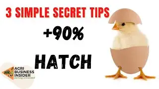 How to Get MORE THAN 90% of Eggs to HATCH 🐣 ( Egg Incubator )