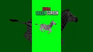 Zebra running green screen#animation #chromakey #animals #dailygreenscreen #shorts