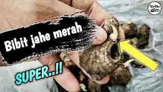 bibit jahe merah super 🔥🔥 (penjelasan)