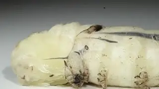 Silkworm Pupates at The Caterpillar Lab