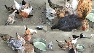 দেশি মুরগি থেকে বাচ্চা আলাদা করে দিলাম 🐓