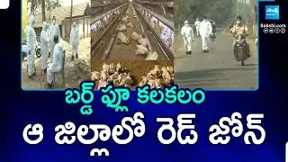 Bird Flu in East Godavari District | Red Zone Declared | @SakshiTV