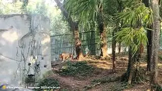 Thiruvananthapuram Zoo Kerala Videos