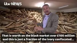 Huge haul of illegal ivory