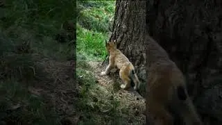 LYNX Cubs Master Tree Climbing in Minutes