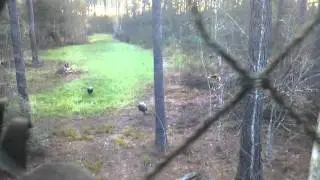 Wild Turkeys in the Food Plot