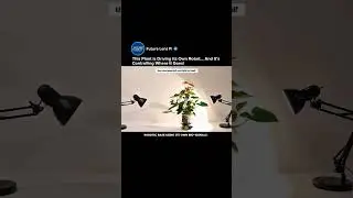 This Plant Controls Its Own Robot | MIT Media Lab&rsquo;s Elowan Cybernetic Plant #robot #shorts #mit