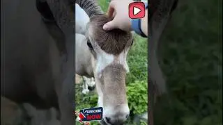 Why the addax is the ultimate survivor in the desert ,#addax #antelope #animalfacts #addaxantelope