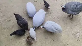 Guinea Fowl Bird Feeding Time  Assam ❤️❤️